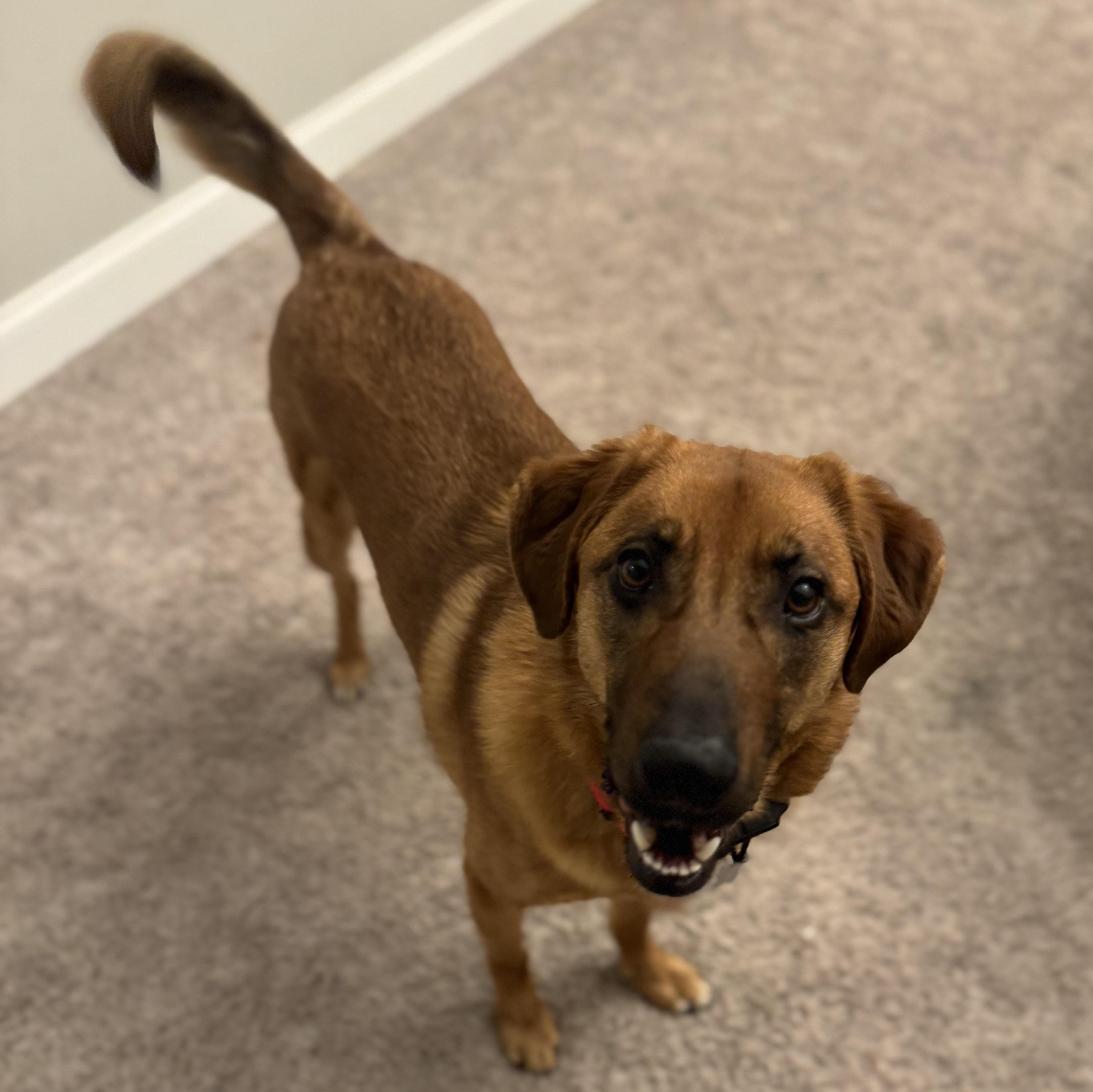 Red, an adopted mixed breed in Lemont, IL image 3/6