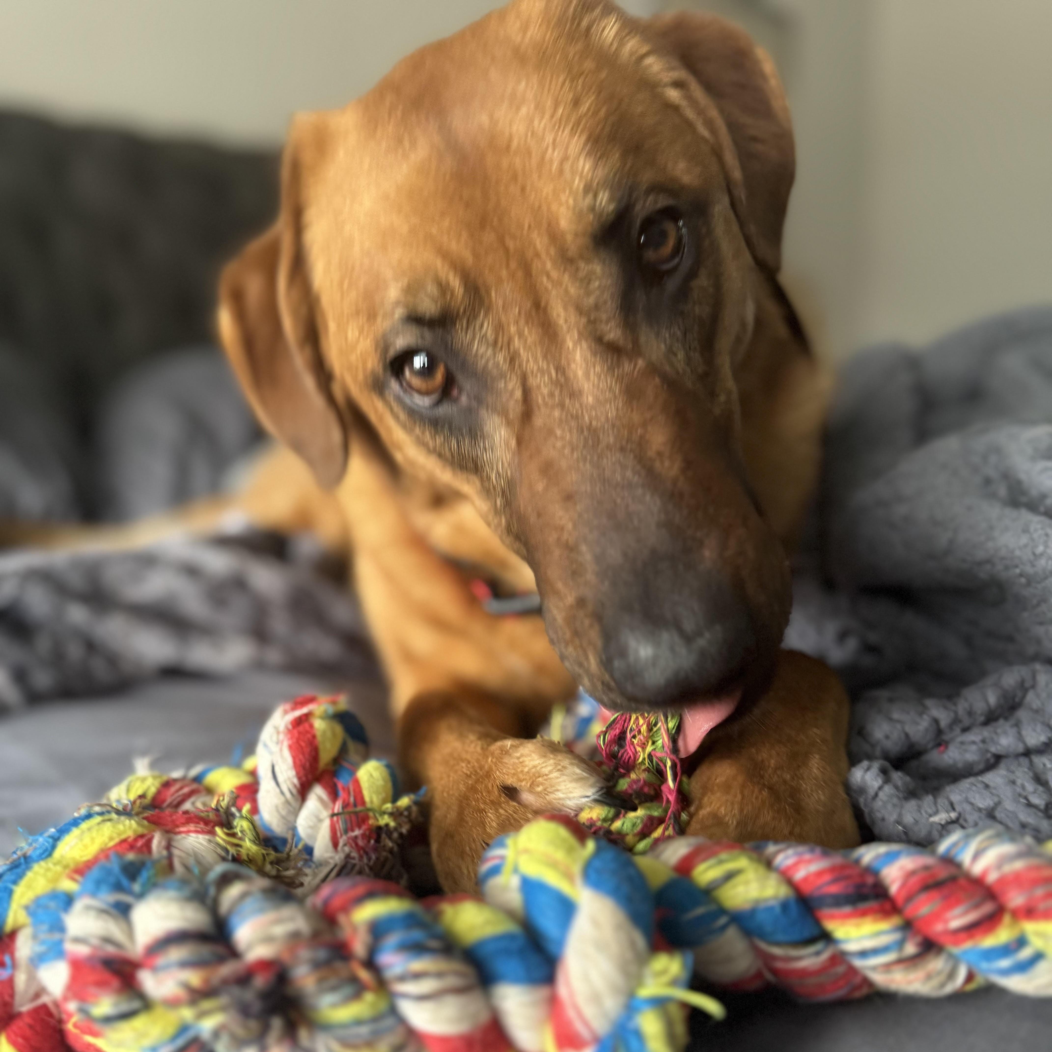 Red, an adopted mixed breed in Lemont, IL image 5/6