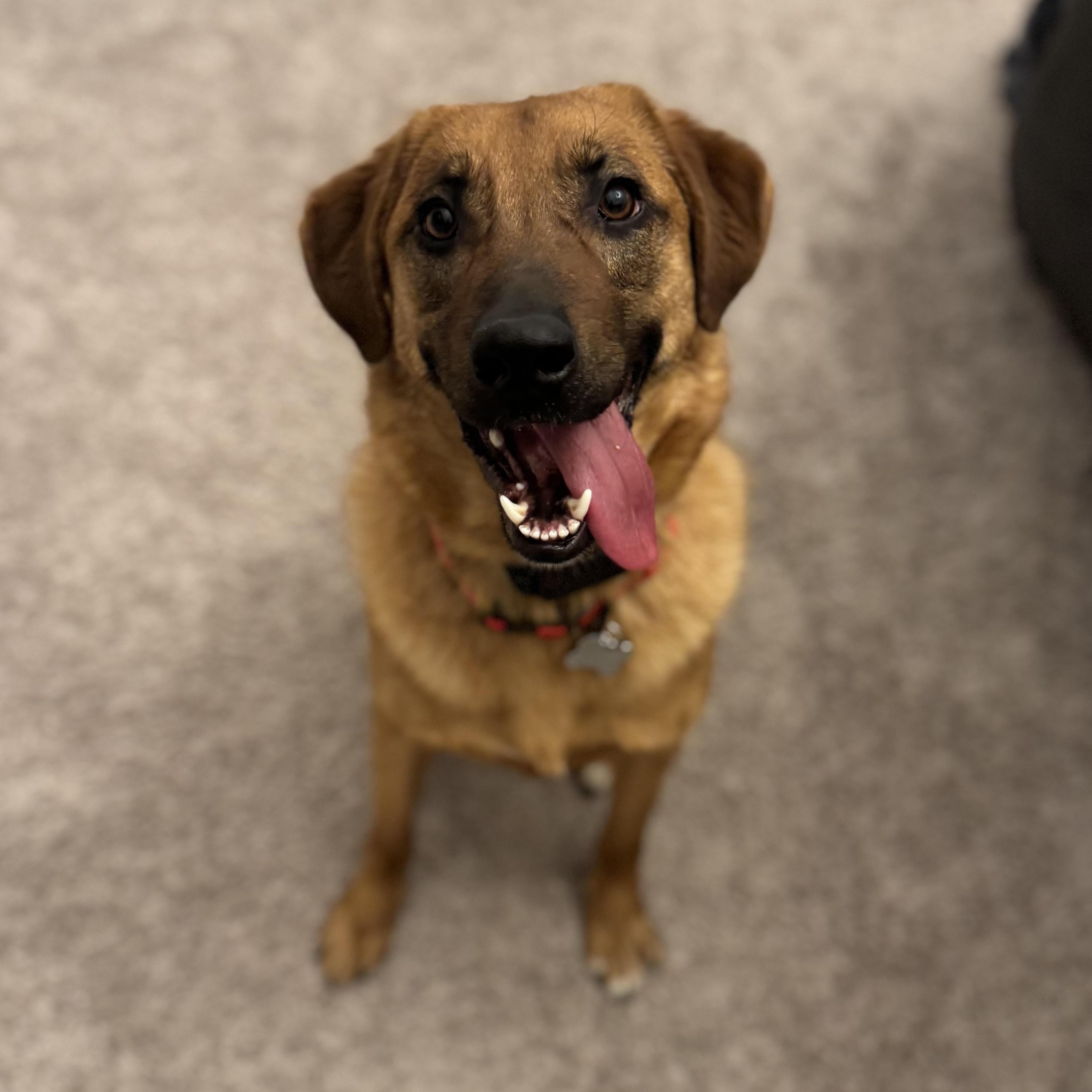 Red, an adopted mixed breed in Lemont, IL image 4/6