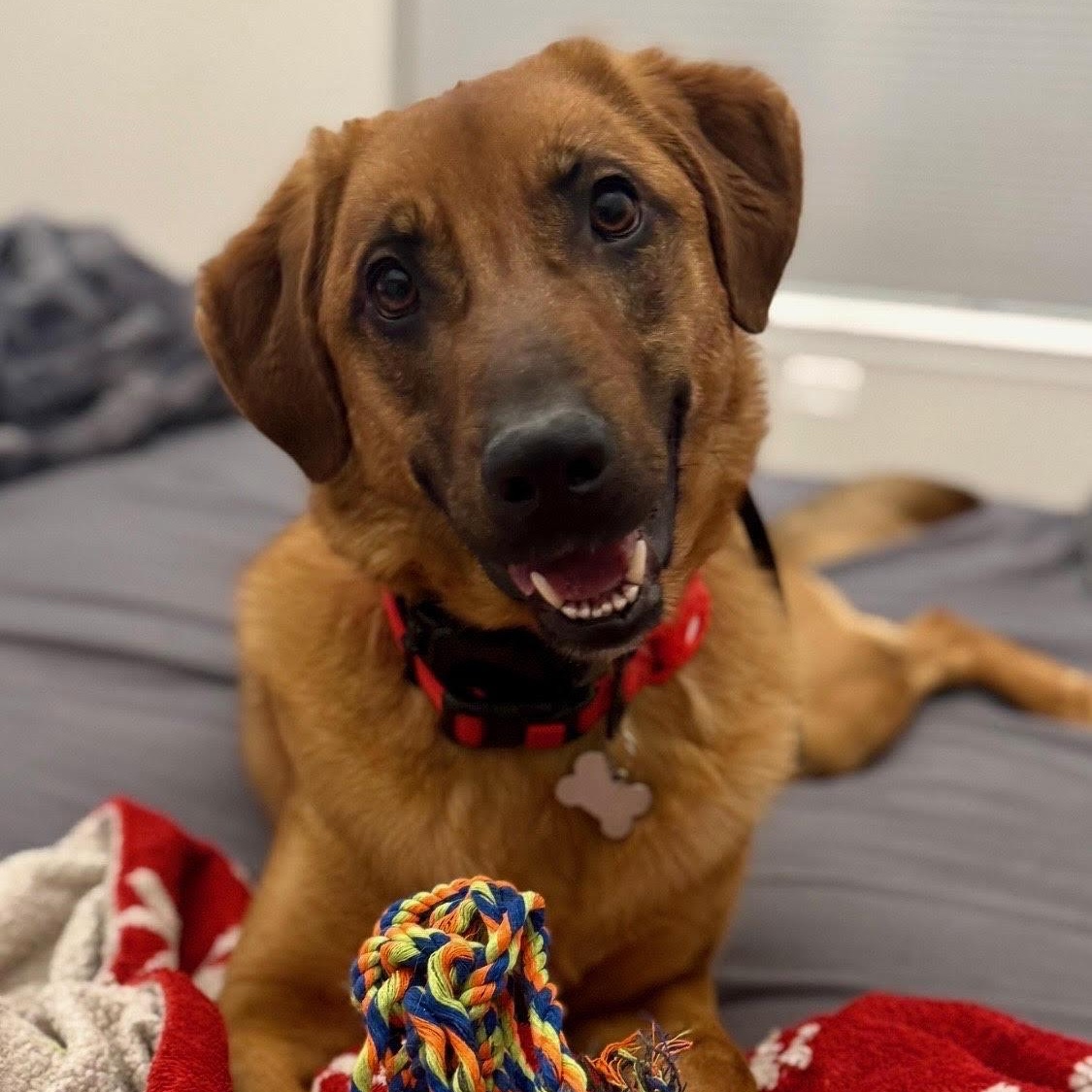 Red, an adopted mixed breed in Lemont, IL image 1/6