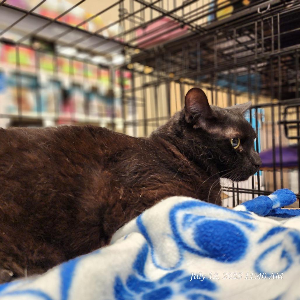 Panther, Adoptable, Senior Male Domestic Short Hair.