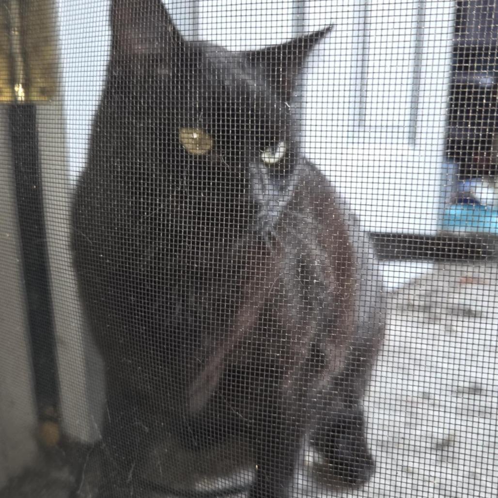 Panther, a Adoptable Domestic Short Hair in Toms Brook, VA image 2/3