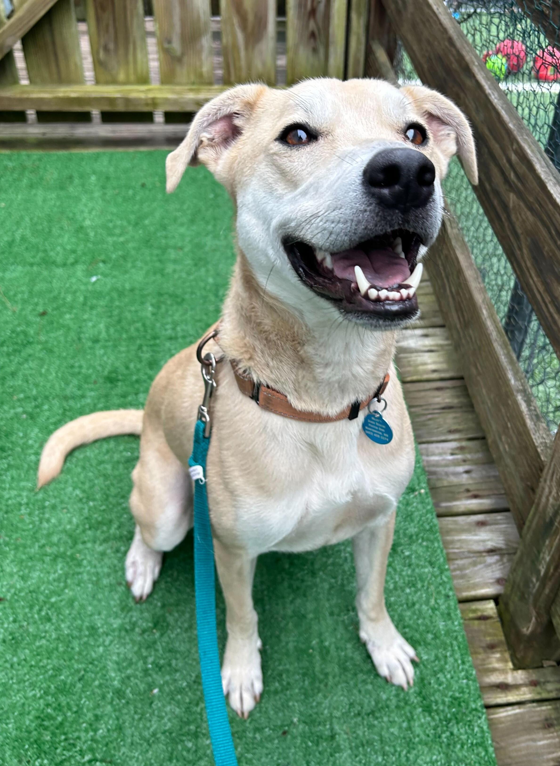 Arlo Here In Nh thumbnail 4