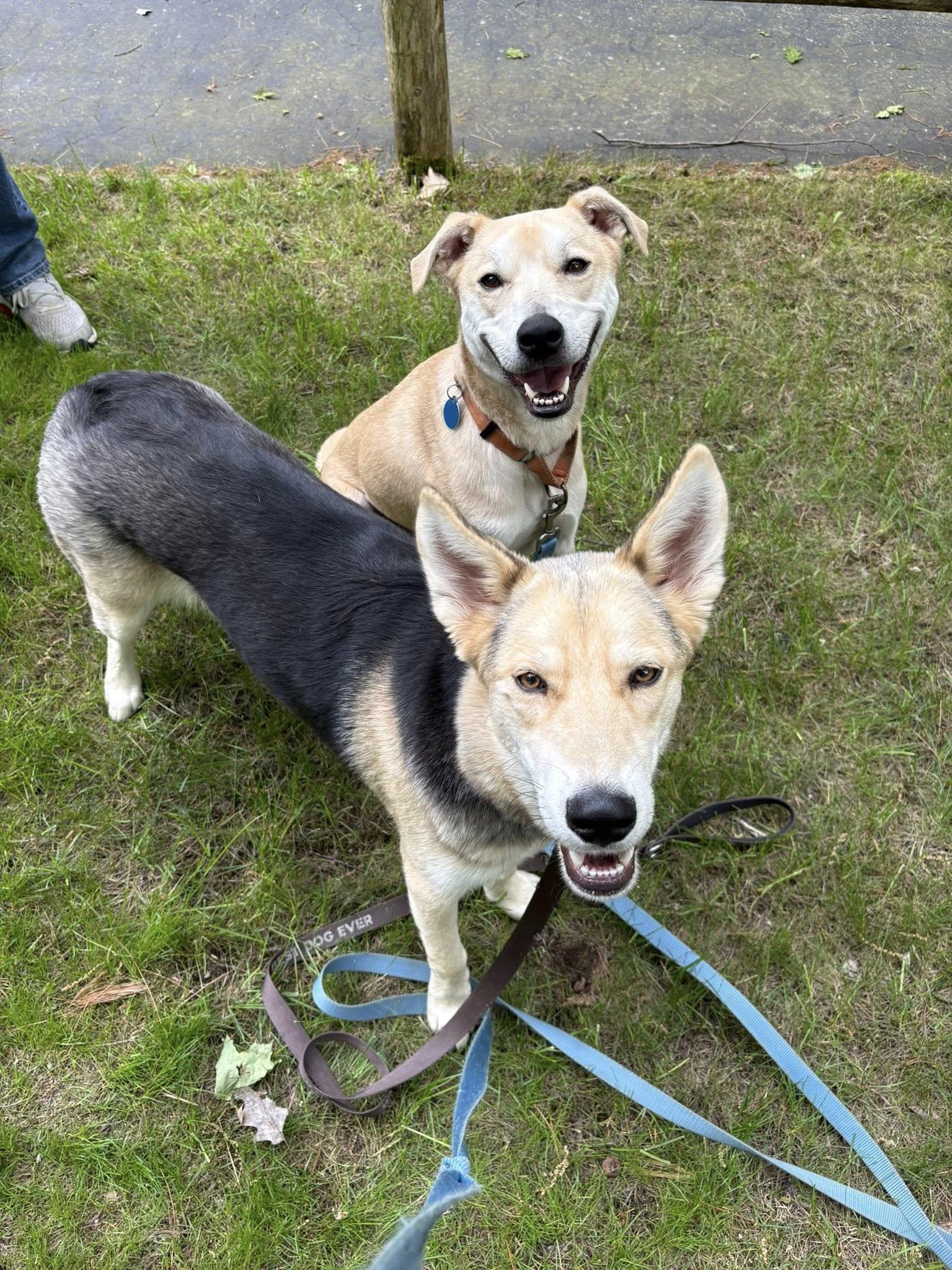 Arlo Here In Nh thumbnail 6