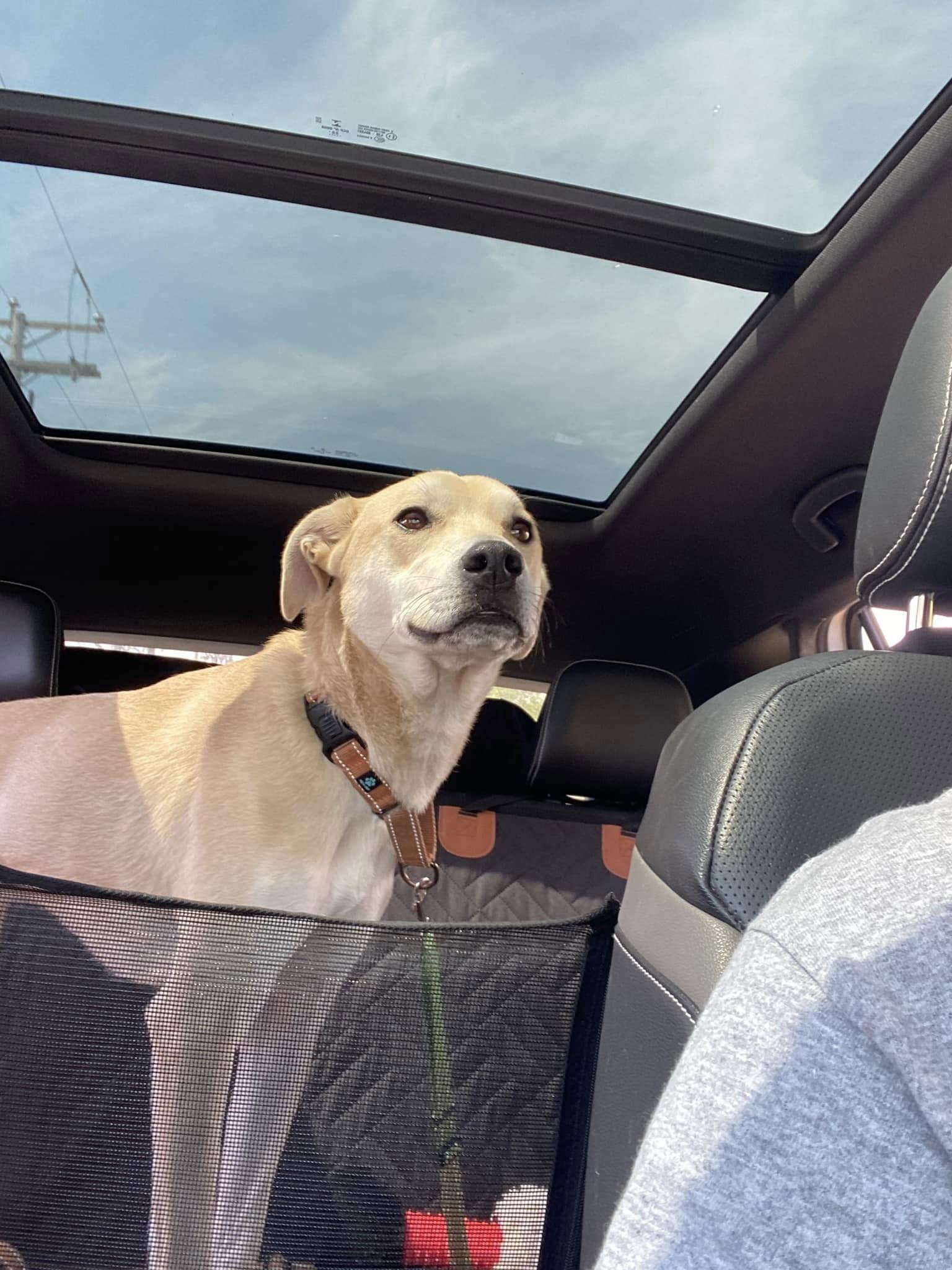 Arlo Here In Nh thumbnail 2