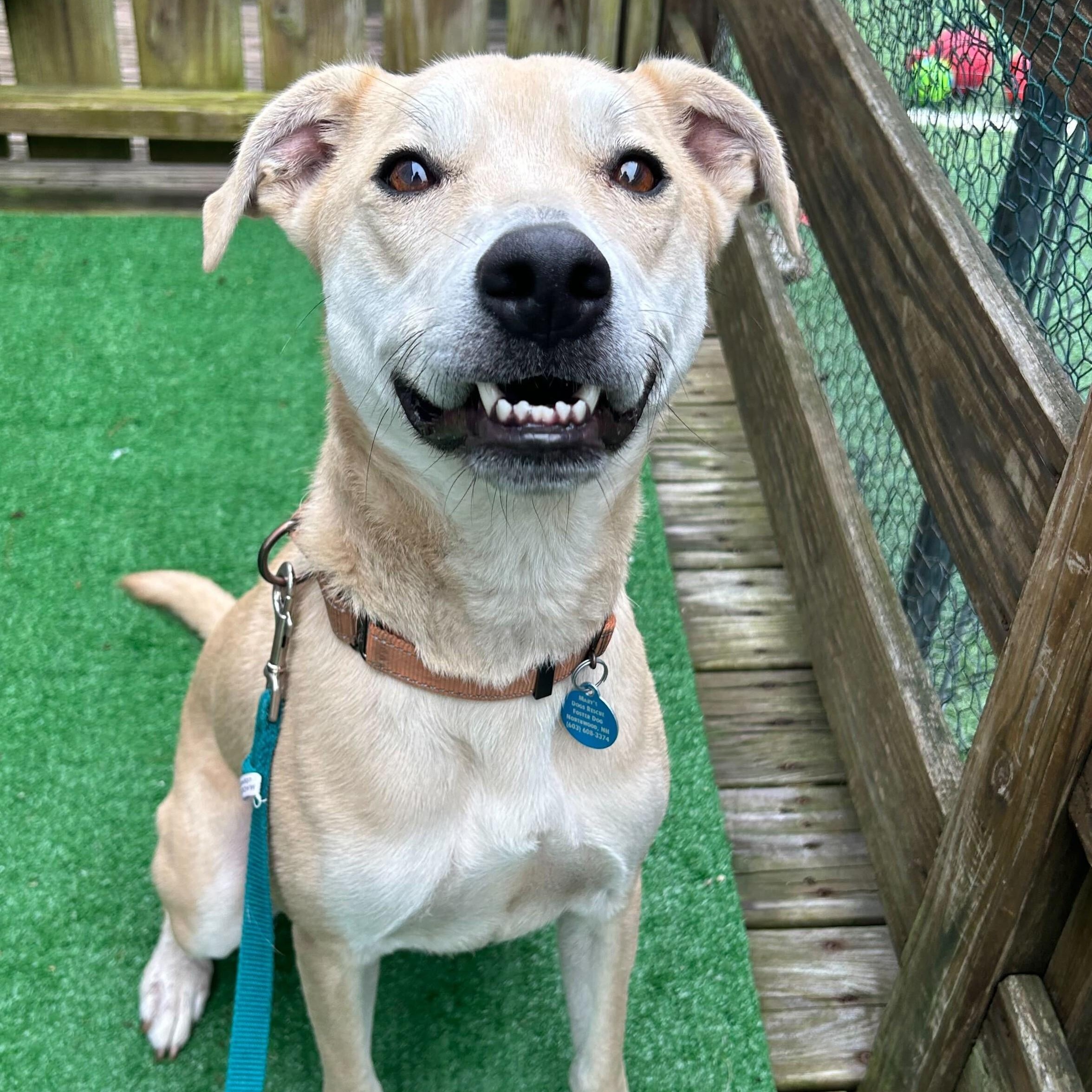 Arlo Here In Nh thumbnail 3