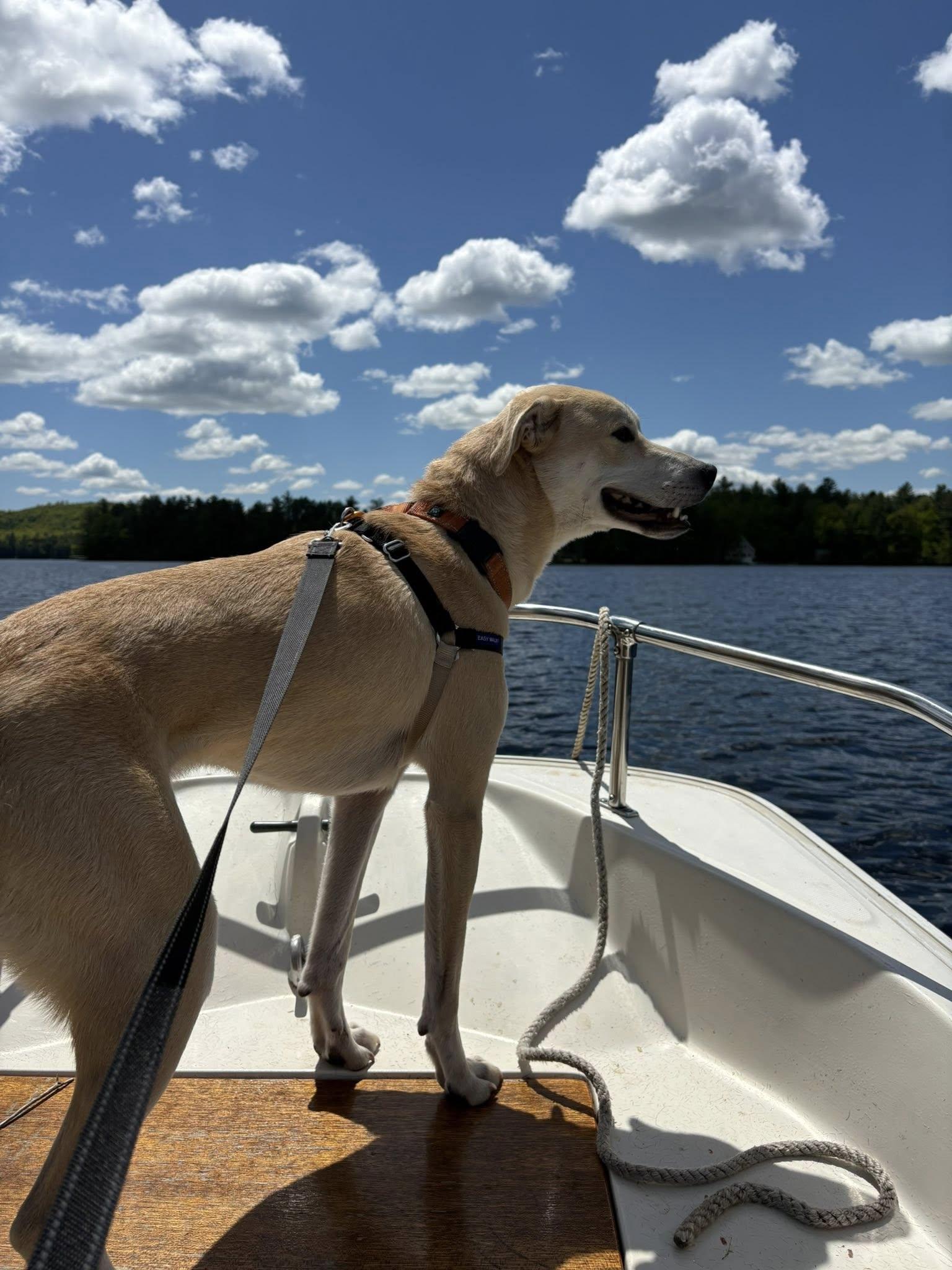 Arlo Here In Nh thumbnail 5