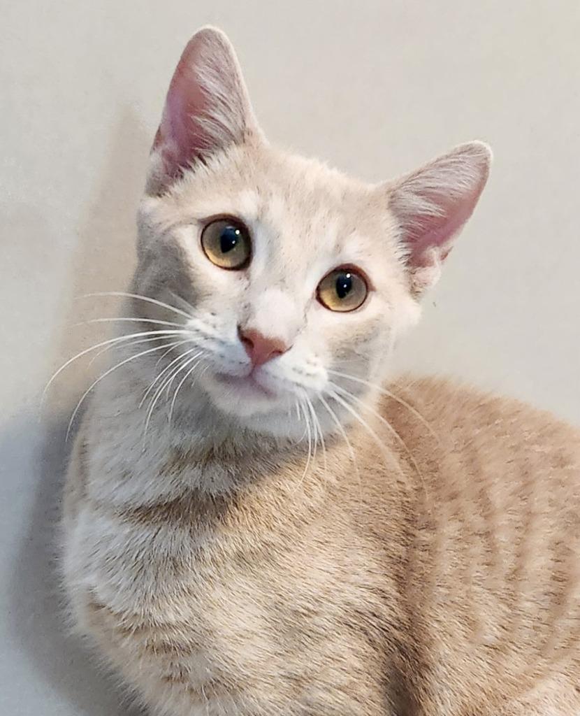 Birch, Adoptable, Young Male Domestic Short Hair.