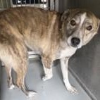 Enlarge Strawberry , an adopted mixed breed in Edgewood, NM image 2/2