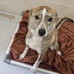 Strawberry , adopted, Adult Female Australian Cattle Dog / Blue Heeler.