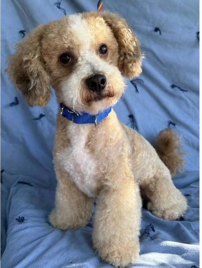 Enlarge Oliver, an adopted mixed breed in Santa Rosa, CA image 1/2