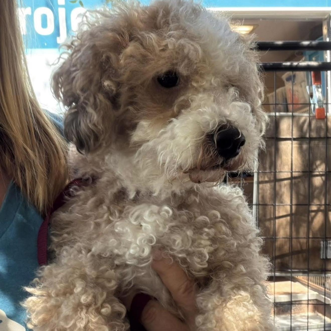Enlarge Oliver, an adopted mixed breed in Santa Rosa, CA image 2/2