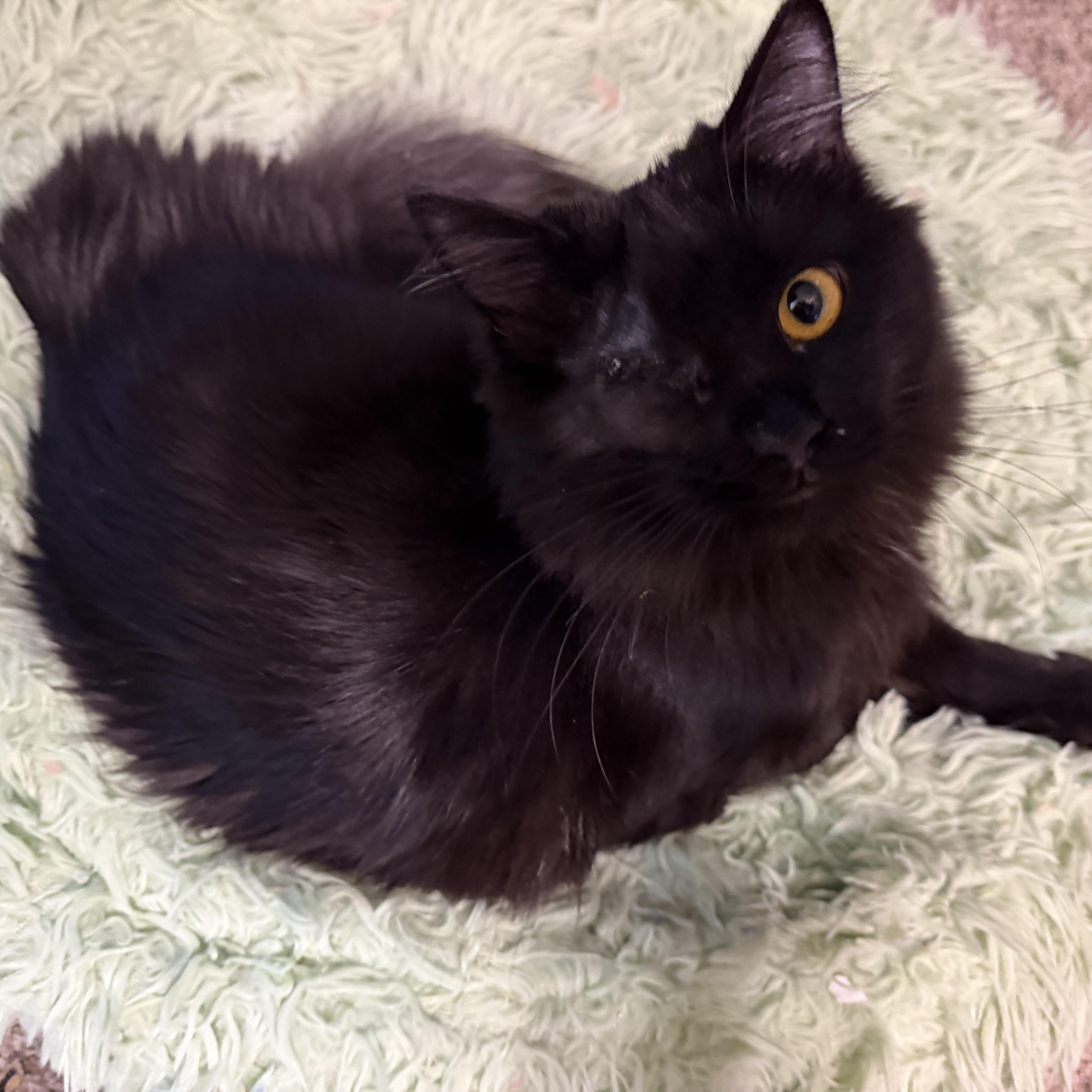 Enlarge Estrella , a ADOPTABLE Domestic Long Hair in Rio Linda, CA image 4/5