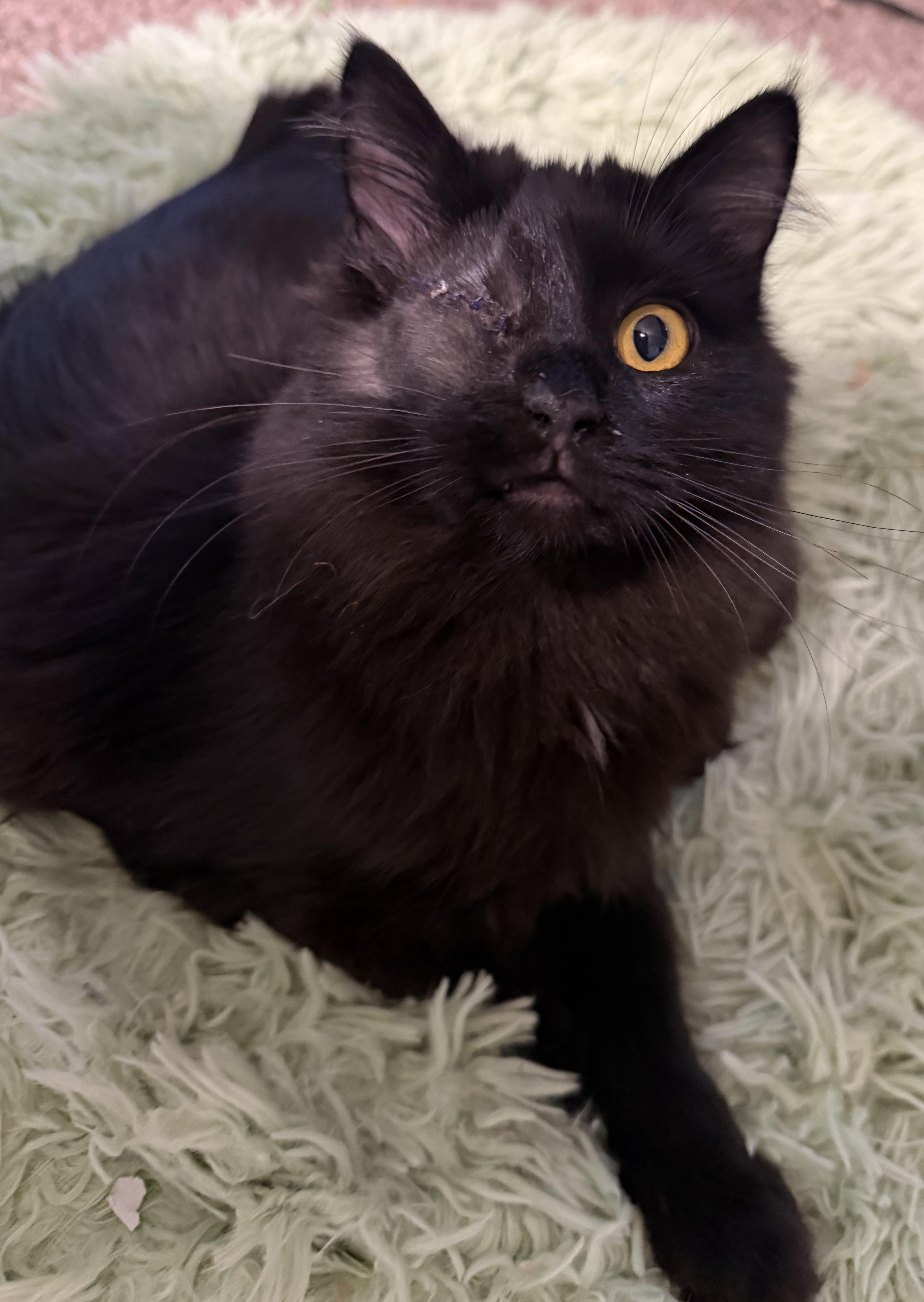 Enlarge Estrella , a ADOPTABLE Domestic Long Hair in Rio Linda, CA image 5/5