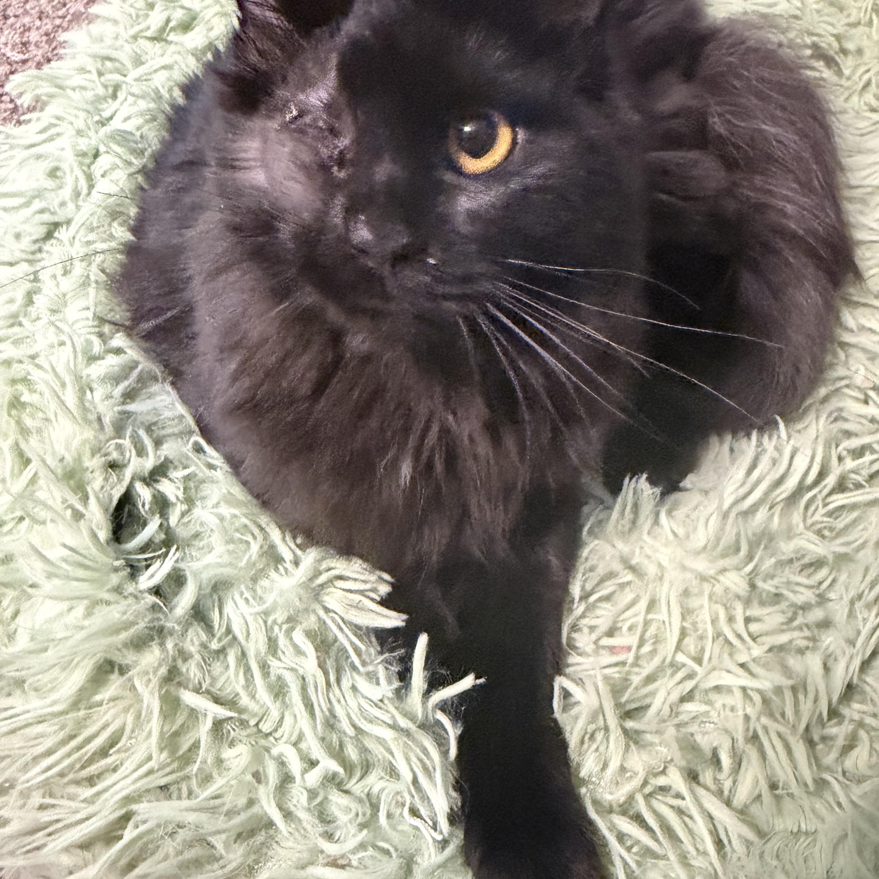 Enlarge Estrella , a ADOPTABLE Domestic Long Hair in Rio Linda, CA image 3/5