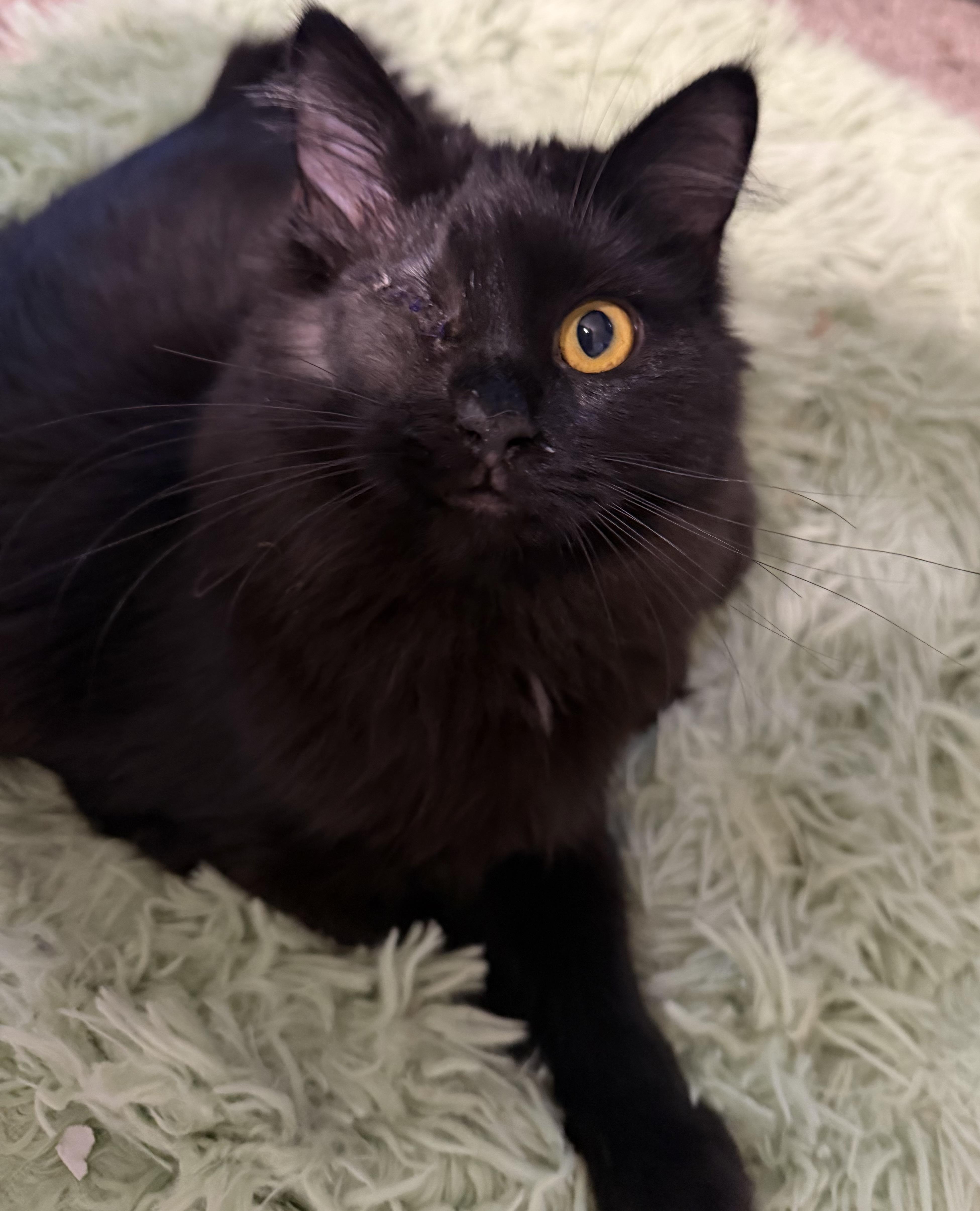 Estrella , ADOPTABLE, Young Female Domestic Long Hair.