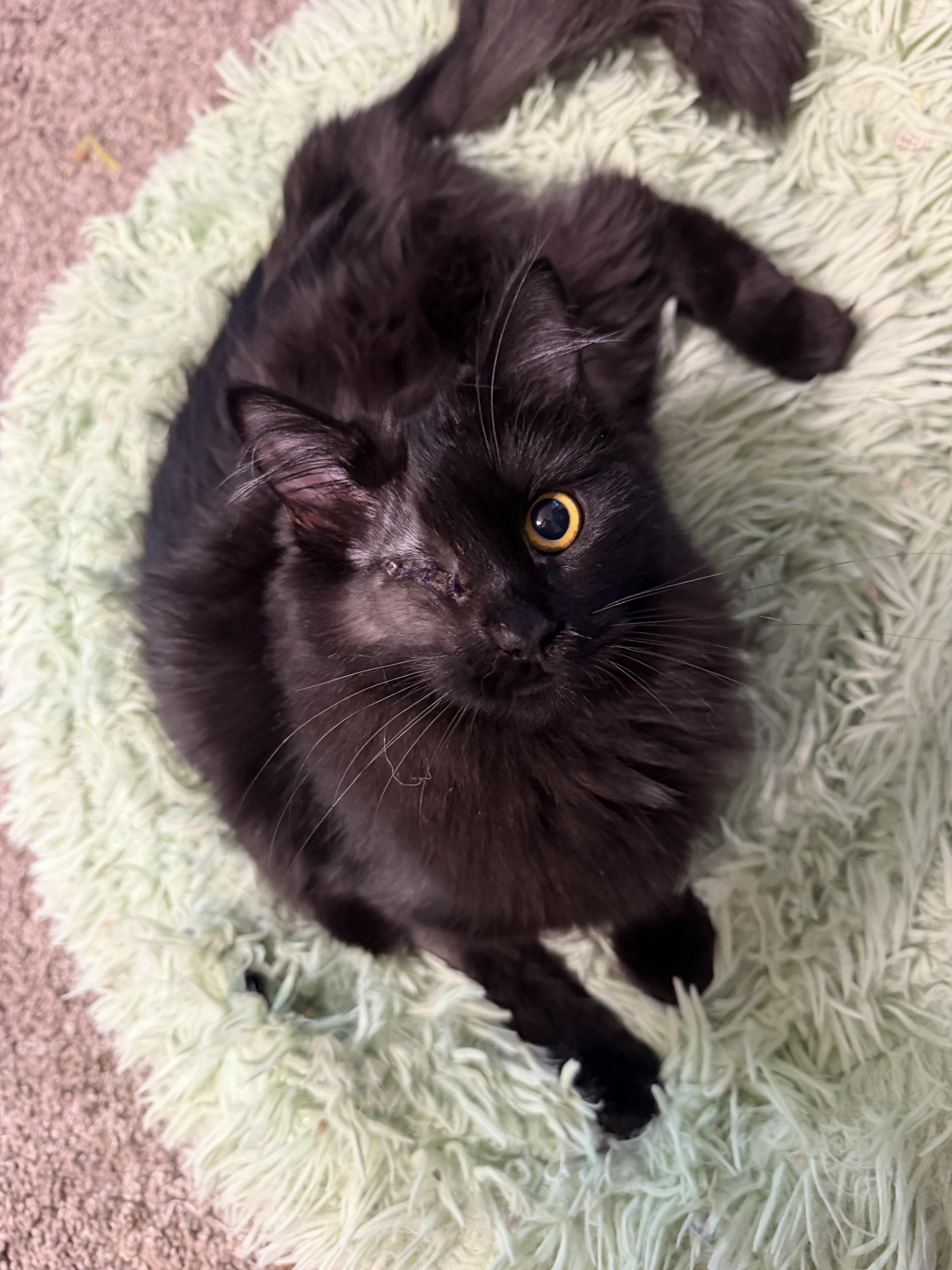 Enlarge Estrella , a ADOPTABLE Domestic Long Hair in Rio Linda, CA image 2/5