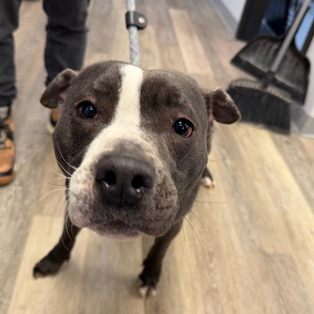 Pongo, Adoptable, Adult Male Pit Bull Terrier.