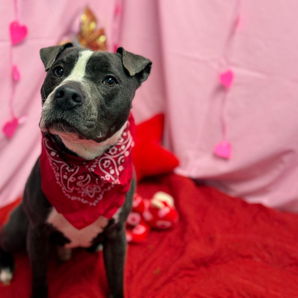 Enlarge Pongo, a Adoptable mixed breed in Watertown, NY image 2/2