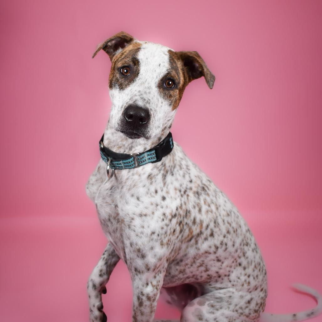 Enlarge Honey, a Adoptable mixed breed in West Palm Beach, FL image 1/6