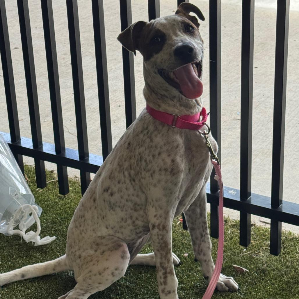 Enlarge Honey, a Adoptable mixed breed in West Palm Beach, FL image 2/6