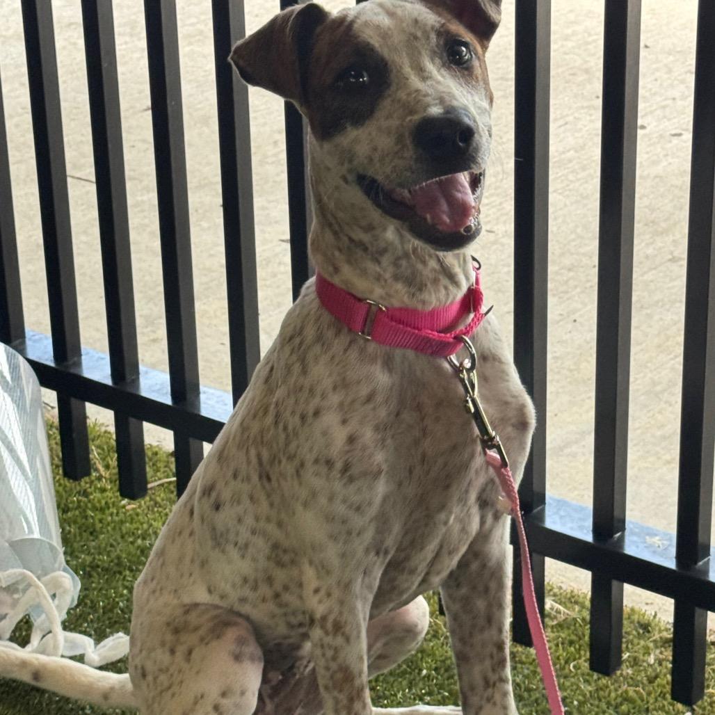 Enlarge Honey, a Adoptable mixed breed in West Palm Beach, FL image 3/6