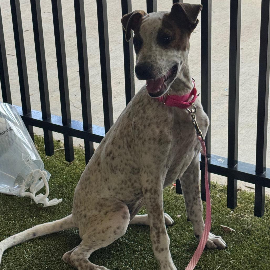 Enlarge Honey, a Adoptable mixed breed in West Palm Beach, FL image 4/6