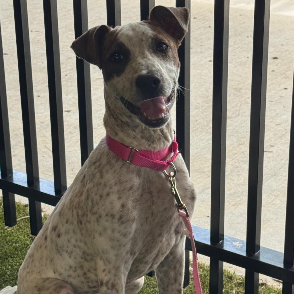 Enlarge Honey, a Adoptable mixed breed in West Palm Beach, FL image 5/6