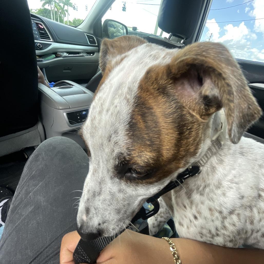 Enlarge Honey, a Adoptable mixed breed in West Palm Beach, FL image 6/6