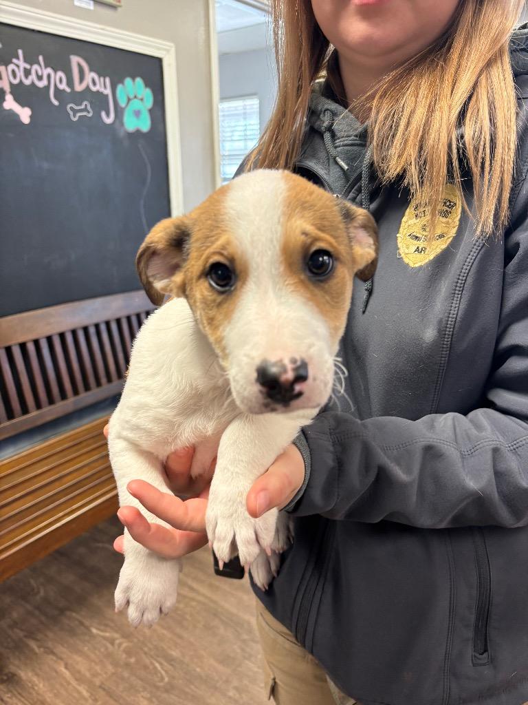 Chubbs, Adoptable, Puppy Male Hound & German Shepherd Dog.