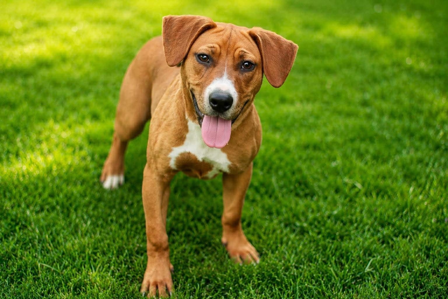 Enlarge Sadie, a ADOPTABLE mixed breed in Yuba City, CA image 1/3