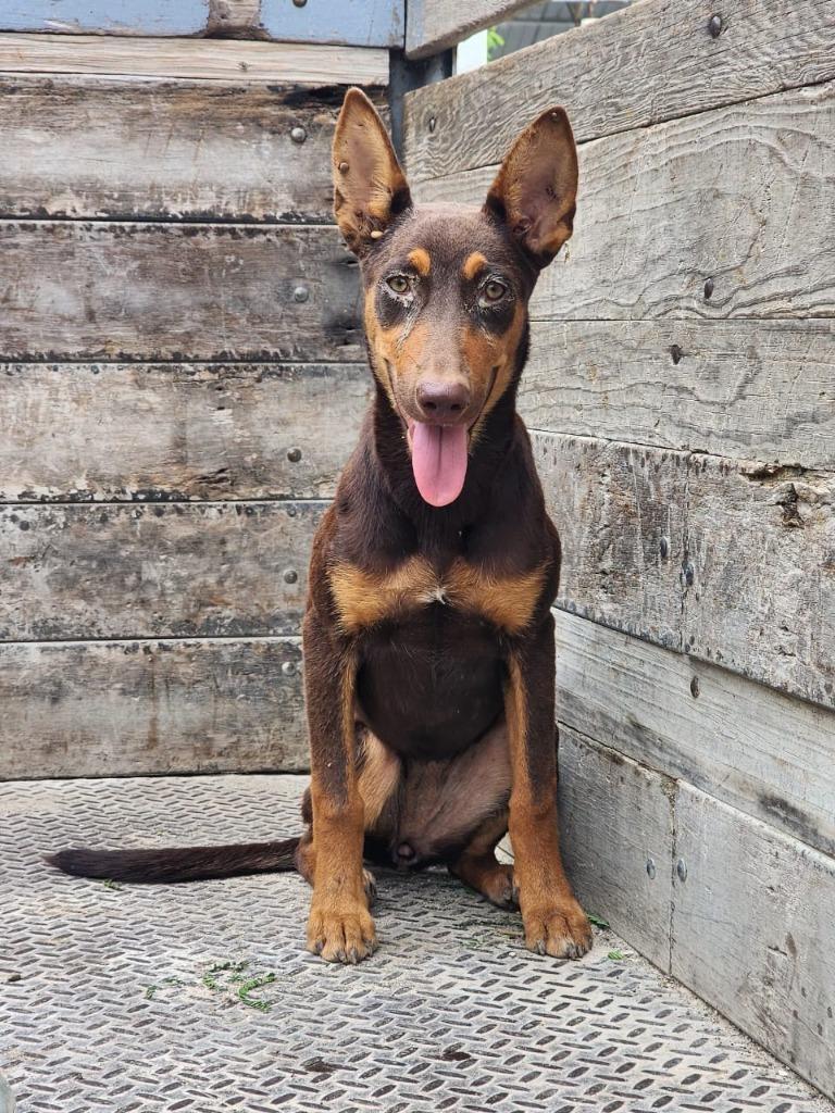 Kanel, Young Female unknown