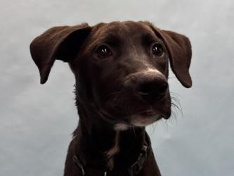 Enlarge Mango, a Adoptable mixed breed in Woodbury, MN image 1/1