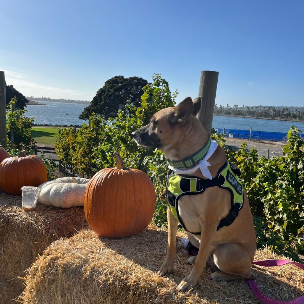 Enlarge Cindy, a Adoptable Shepherd in San Diego, CA image 2/4