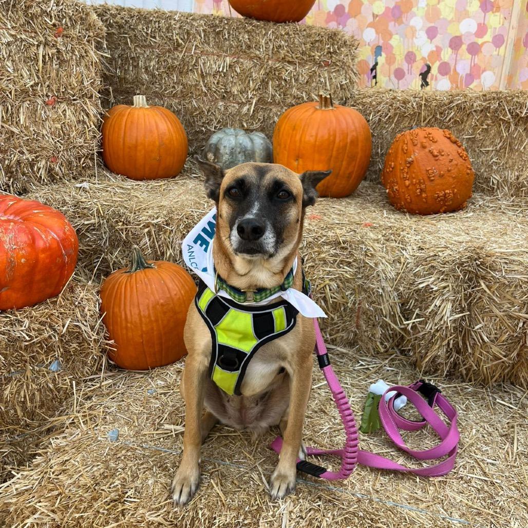 Enlarge Cindy, a Adoptable Shepherd in San Diego, CA image 3/4