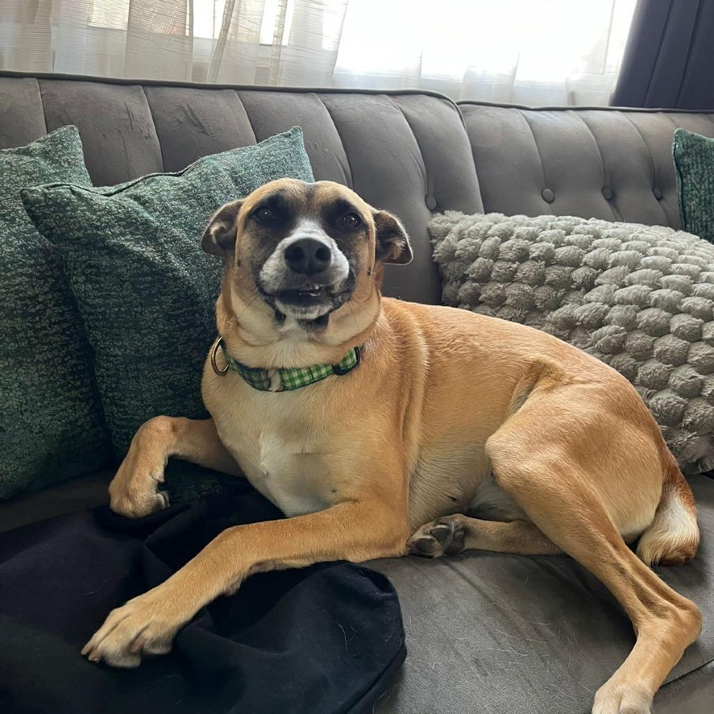 Enlarge Cindy, a Adoptable Shepherd in San Diego, CA image 4/4