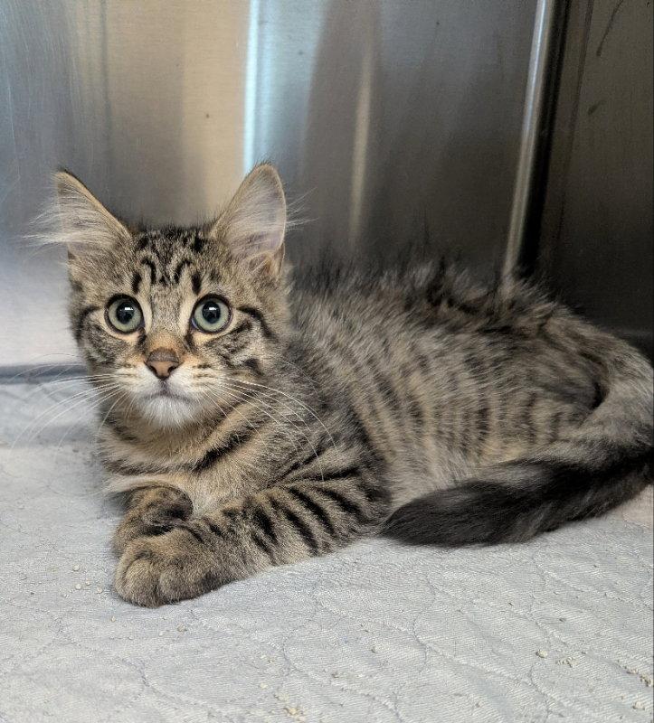 Aragon, Adopted, Young Male Tabby.