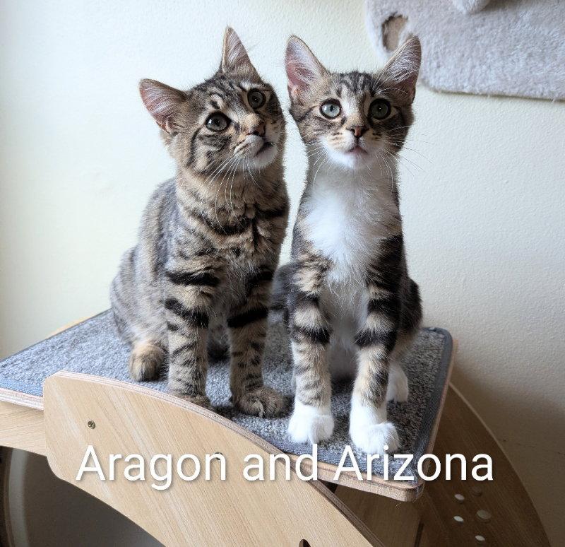 Aragon, a Adopted Tabby in Ocala, FL image 3/3