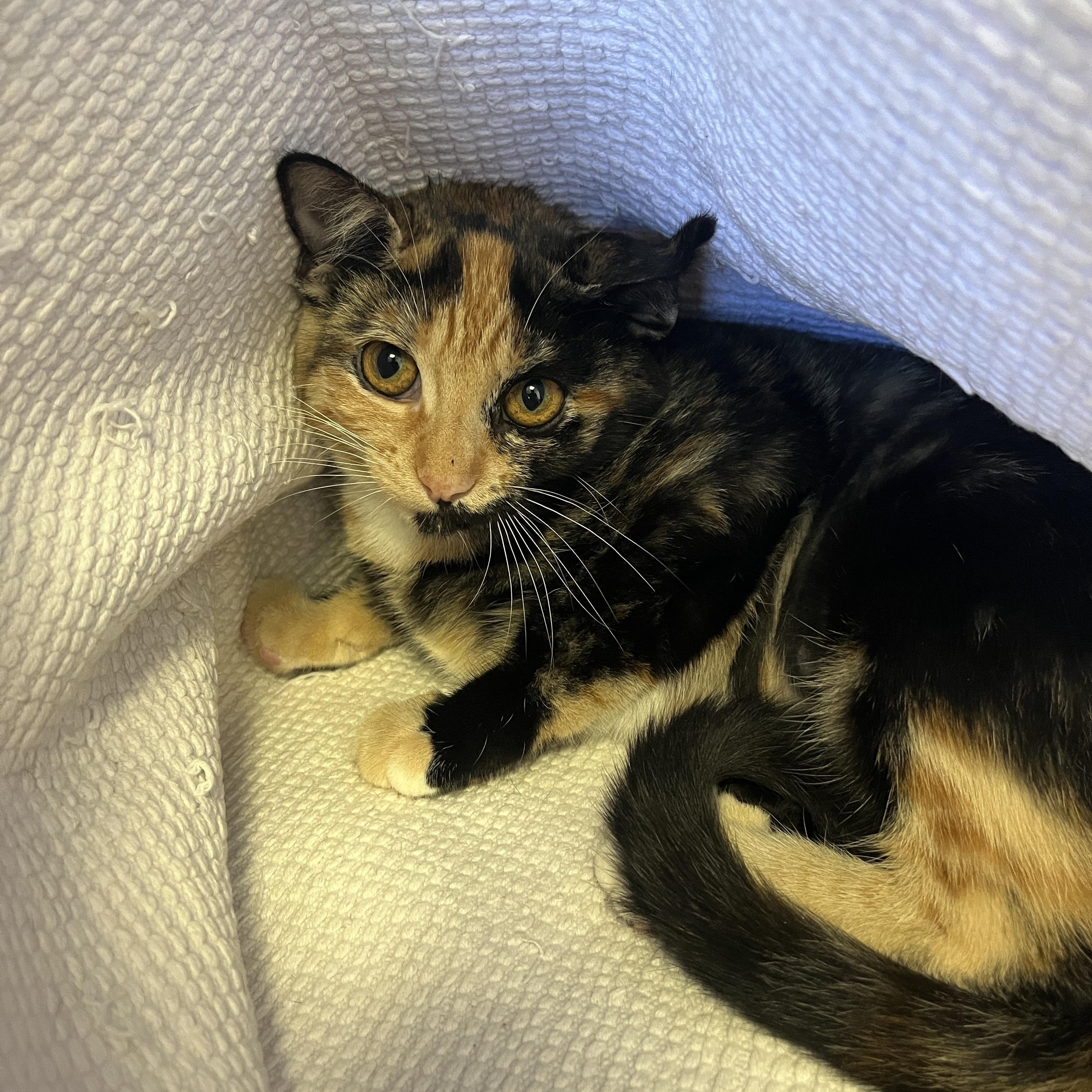 Amanda A061164, Adoptable, Young Female Domestic Short Hair.