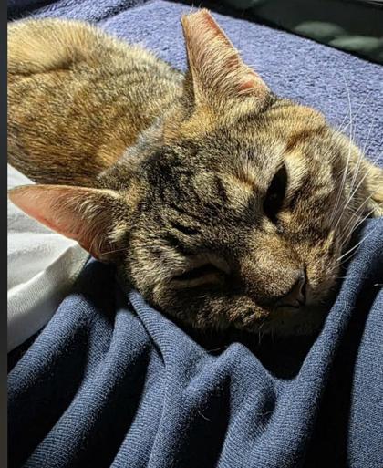 Maggie, Adoptable, Adult Female Domestic Short Hair & Domestic Short Hair.