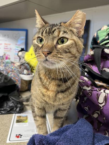 Enlarge Maggie, a Adoptable mixed breed in Memphis, TN image 2/3