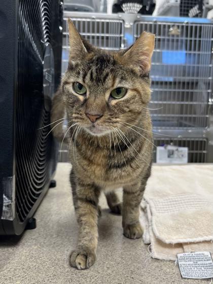 Enlarge Maggie, a Adoptable mixed breed in Memphis, TN image 3/3