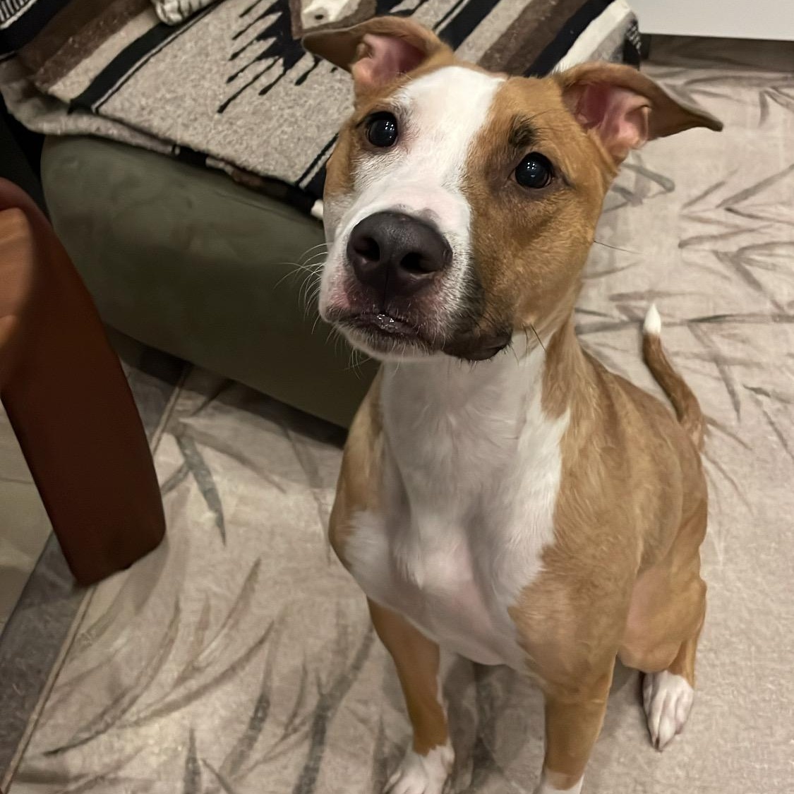 Spike, adoptable, Young Male Mixed Breed & Bull Terrier.