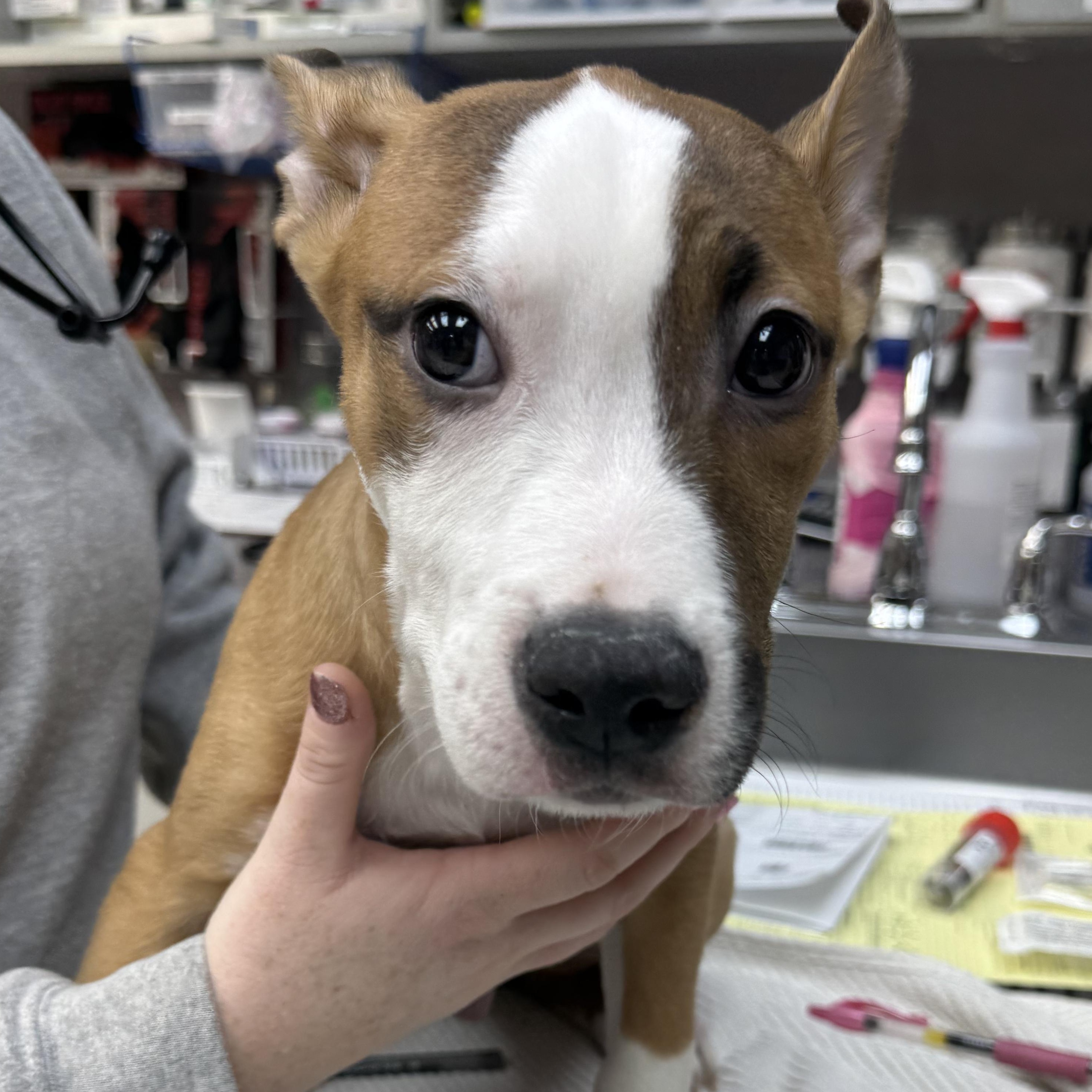 Spike, an adoptable mixed breed in Henderson, NV image 4/4