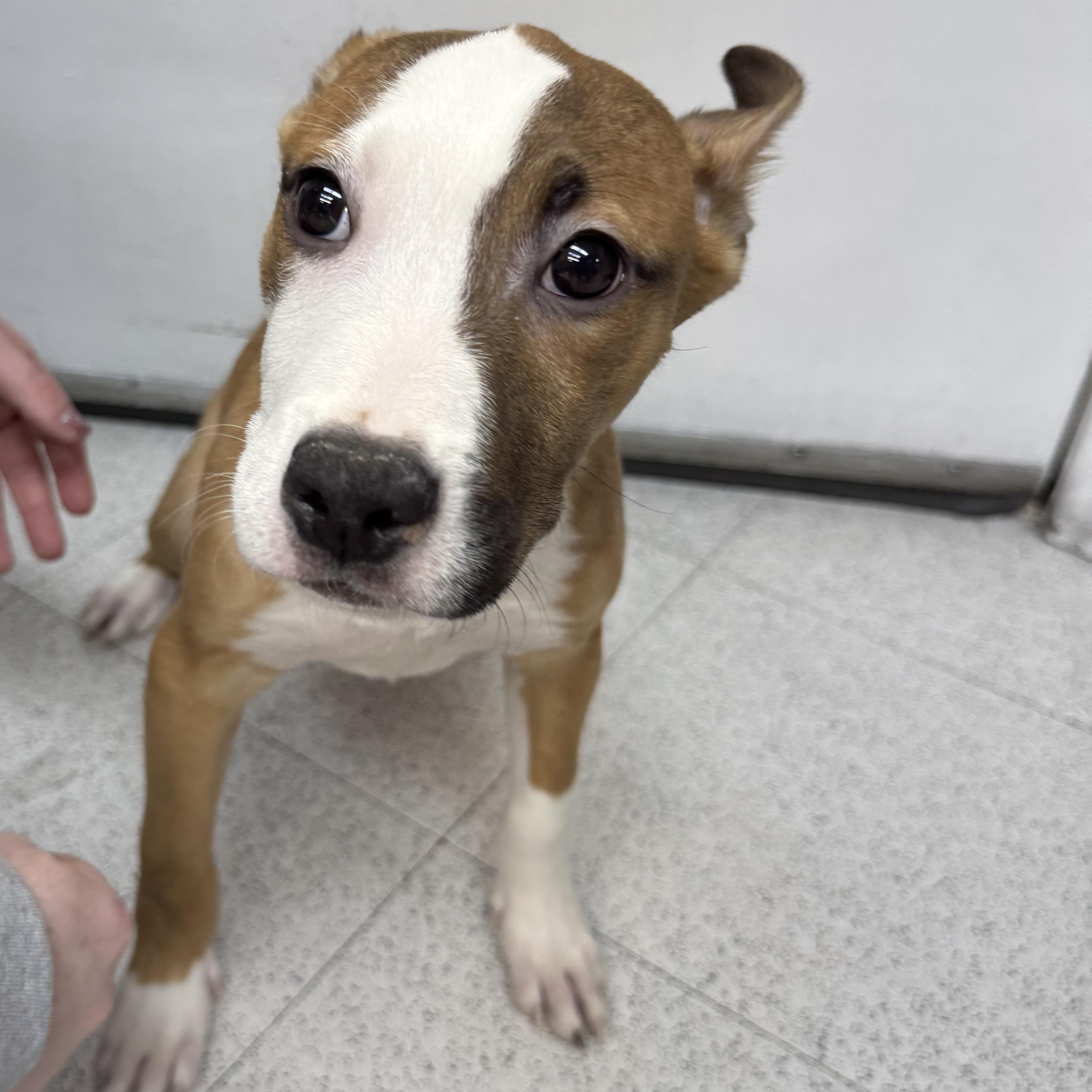 Spike, an adoptable mixed breed in Henderson, NV image 3/4