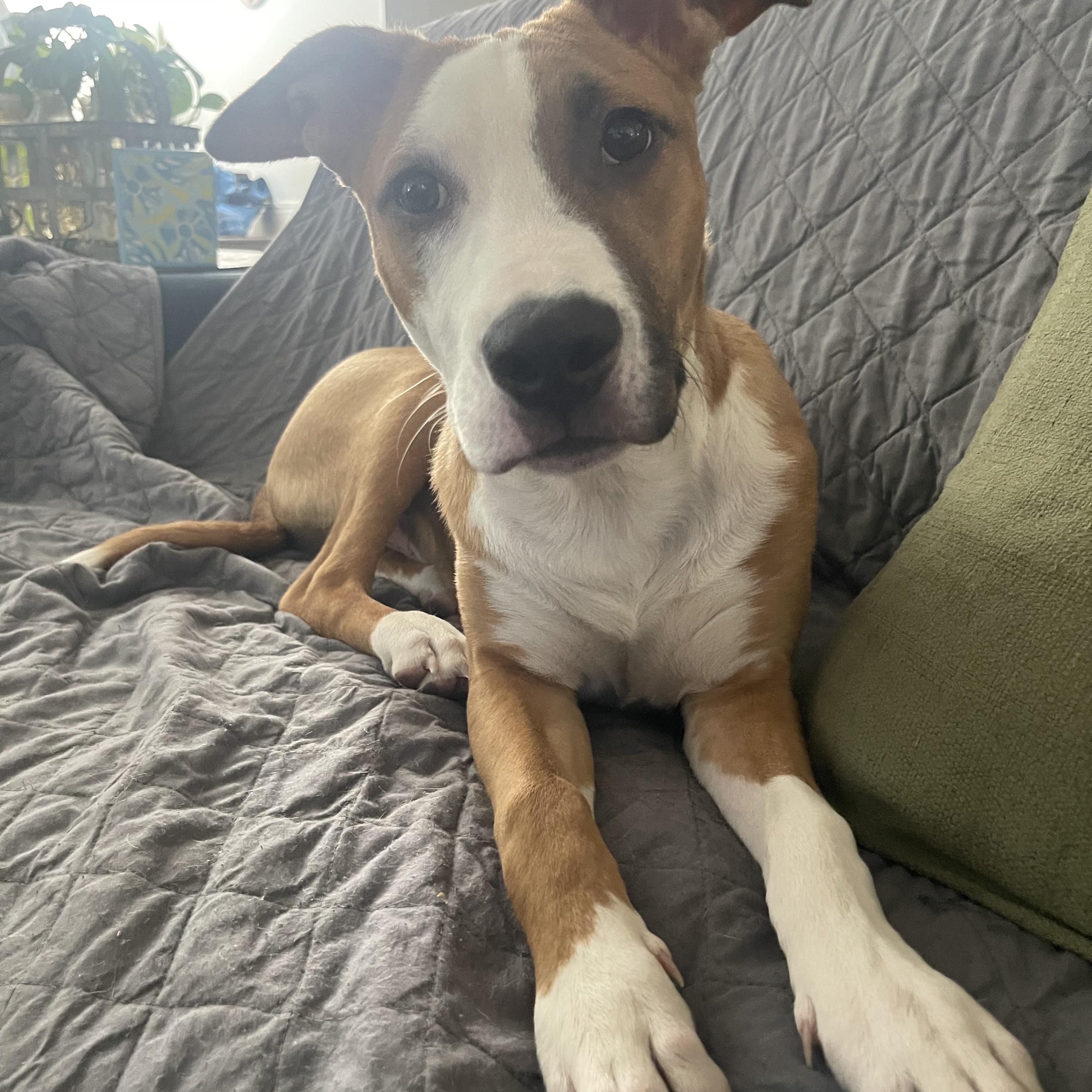 Spike, an adoptable mixed breed in Henderson, NV image 2/4