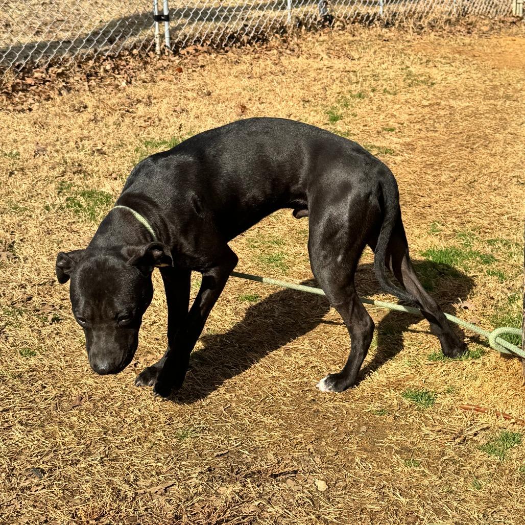 Butterball, Adoptable, Adult Male American Staffordshire Terrier.