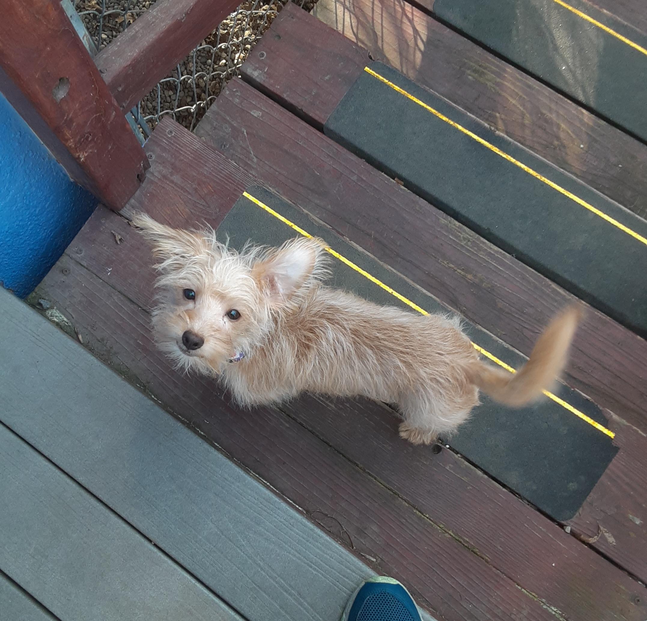 Enlarge Billy Bob, a ADOPTABLE mixed breed in Sacramento, CA image 4/6