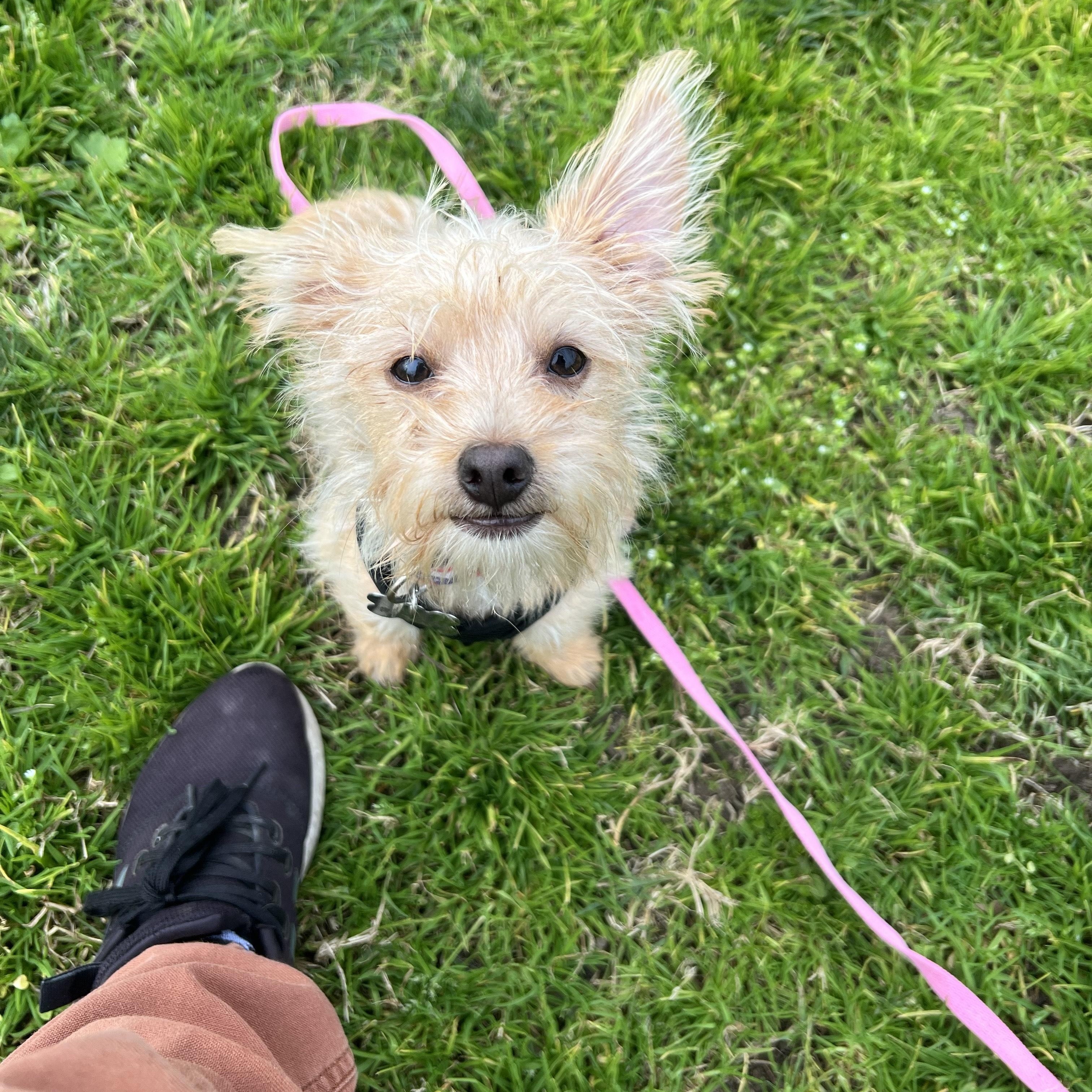 Enlarge Billy Bob, a ADOPTABLE mixed breed in Sacramento, CA image 1/6