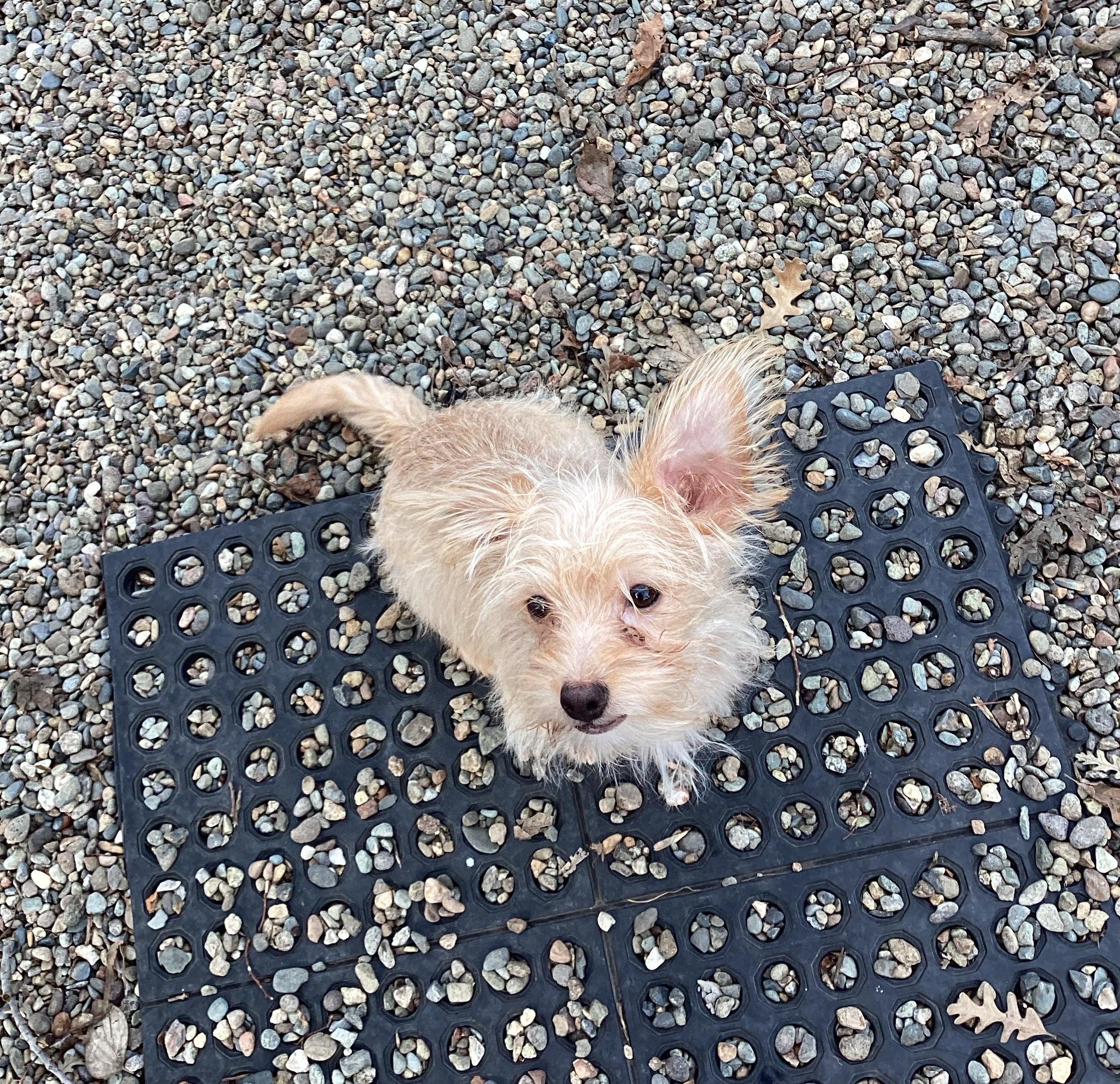 Billy Bob, ADOPTABLE, Puppy Male Terrier & Miniature Dachshund.